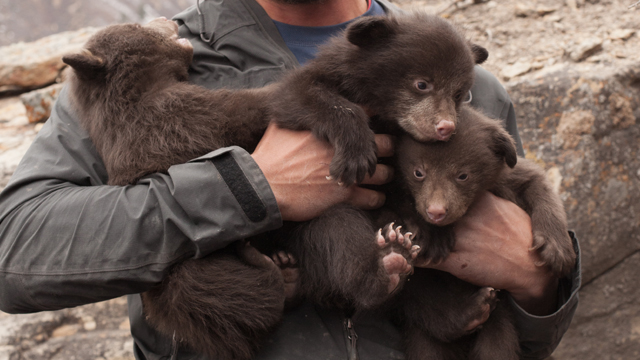 Triplet black bear cubs squirm in the arms of a wildlife researcher in Durango, Colorado. Over the course of six years, more than six-hundred bears were tagged, measured, and at times tracked by radio collar in one of the largest urban black bear studies ever conducted. Photo by: Dusty Hulet